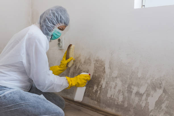 Best Industrial Mold Remediation in Montrose, MI