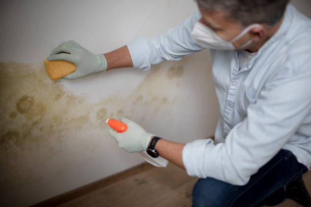 Best Black Mold Remediation in Montrose, MI