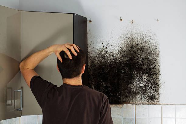 Best White Mold Remediation in Montrose, MI