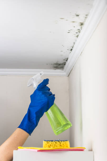 Best Residential Mold Remediation in Montrose, MI